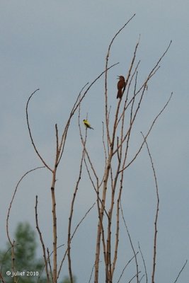 Moqueur roux et chardonneret jaune (Brown thrasher and goldfinch)
