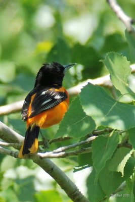 Oriole de Baltimore (Baltimore oriole)