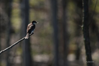 Tyran tritri (Eastern Kingbird)