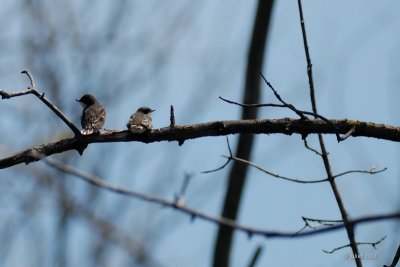 Tyran tritri jeune (Eastern Kingbird)