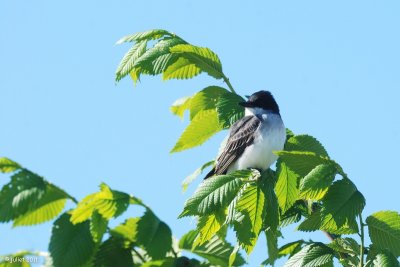 Tyran tritri (Eastern Kingbird)