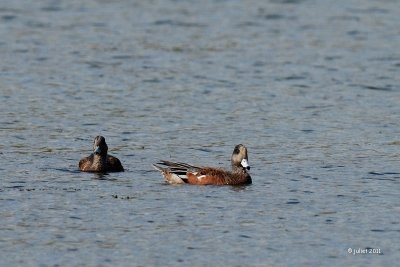 Canard d'Amrique (American wigeon)