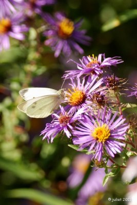 Piéride du chou (Small white) -Pieris rapae