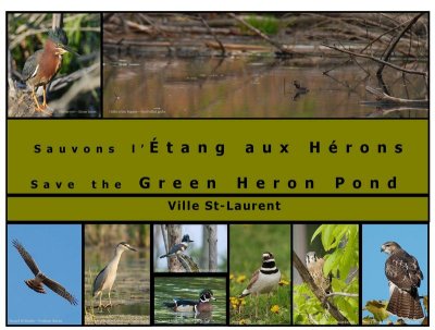 L'tang aux Hrons (Green heron pond)