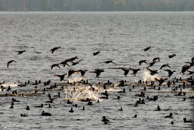 Fuligule /Scaup Blue bills