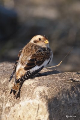 Plectrophane des neiges (Snow bunting)