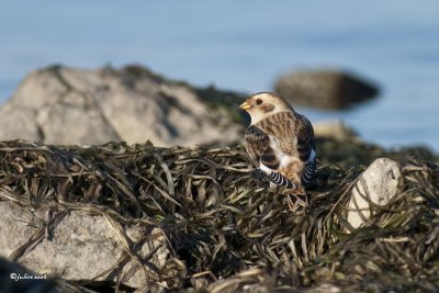 Plectrophane des neiges (Snow bunting)