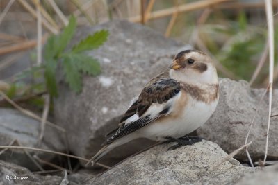 Plectrophane des neiges (Snow bunting)