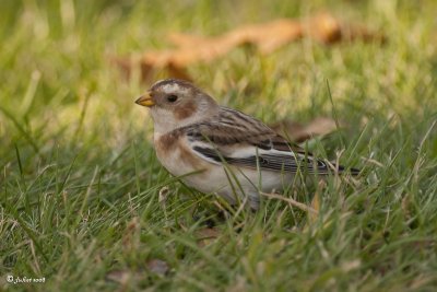 Plectrophane des neiges (Snow bunting)