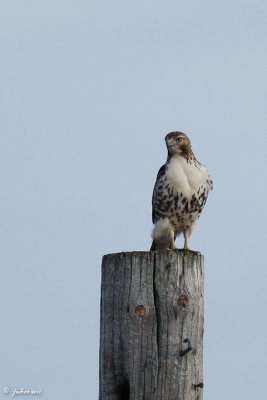 Buse  queue rousse (Red-tailed hawk)