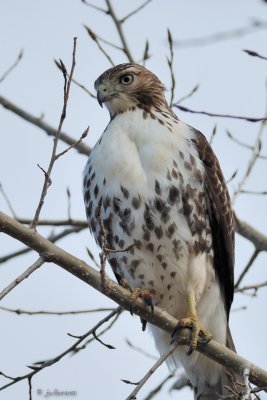 Buse à queue rousse (Red-tailed hawk)