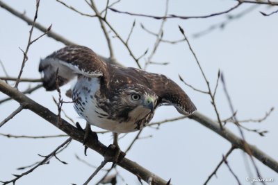 Buse  queue rousse (Red-tailed hawk)