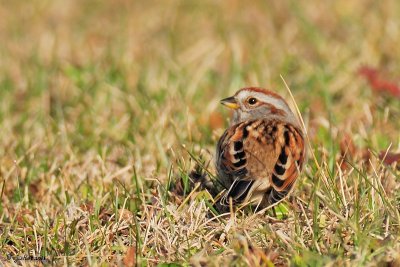 Bruant Hudsonien (American tree sparrow)