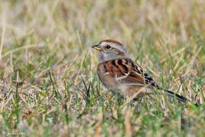 Bruant Hudsonien (American tree sparrow)