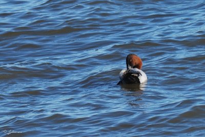 Fuligule  dos blanc (Canvasback)