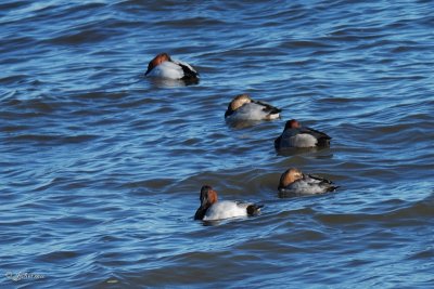 Fuligule  dos blanc (Canvasback)