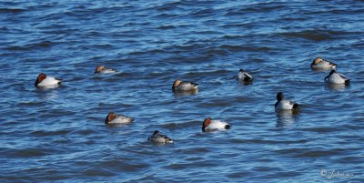 Fuligule  dos blanc (Canvasback)