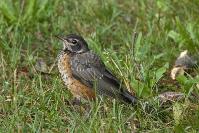 Merle d'Amrique jeune (American robin)