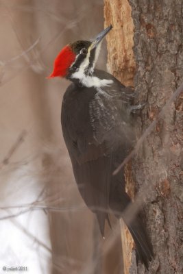 Grand pic female (Pileated woodpecker)