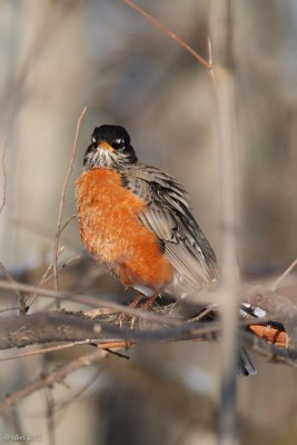 Merle d'Amrique (American robin)