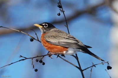 Merle d'Amrique (American robin)