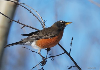 Merle d'Amrique (American robin)