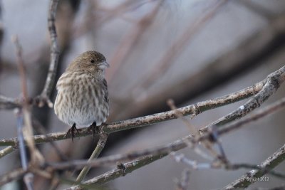 Roselin familier (House finch)