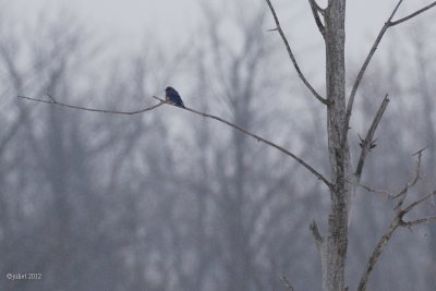 Merle bleu de l'est (Eastern bluebird)