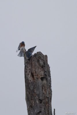 Merle bleu de l'est (Eastern bluebird)