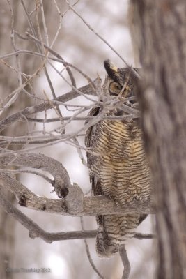 Grand-duc d'Amrique (Great horned owl)