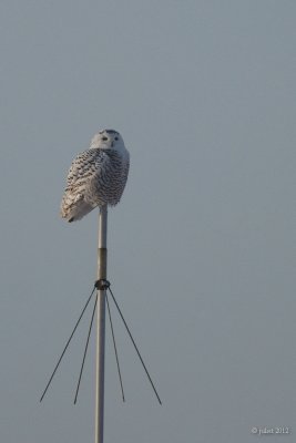 Harfang des neiges (Snowy owl)