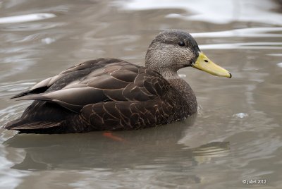 Canard noir (Black duck)