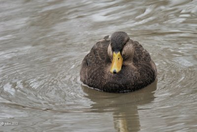 Canard noir (Black duck)