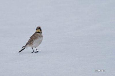 Alouette Hausse-col (Horned lark)