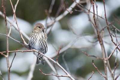 Tarin des pins (Pine siskin)