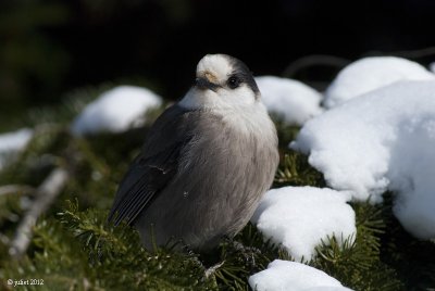 Msangeai du Canada ( Gray Jay )