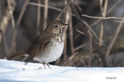 Grive solitaire (Hermit thrush)