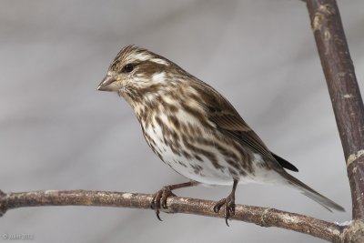 Roselin pourpr (Purple finch)