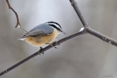Sittelle  poitrine rousse (Red-breasted nuthatch)