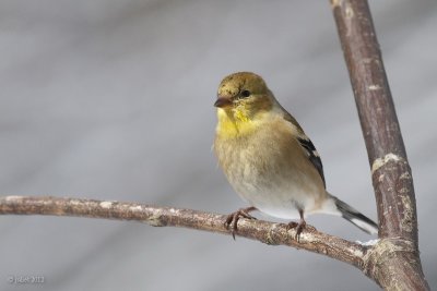 Chardonneret jaune (American goldfinch)