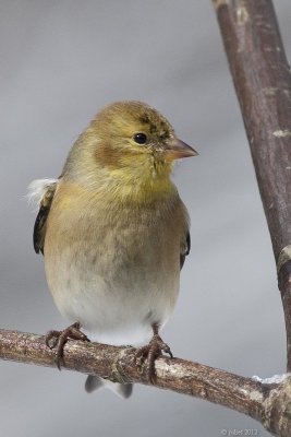 Chardonneret jaune (American goldfinch)