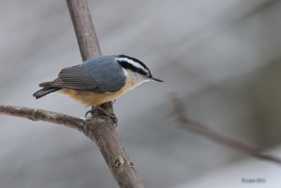 Sittelle  poitrine rousse (Red-breasted nuthatch)