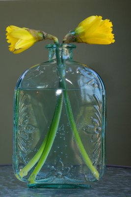 Jonquille (Daffodils)