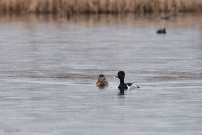 Fuligule  collier (Ring-necked Duck)