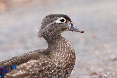 Canard branchu (Wood duck)