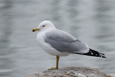 Goland  bec cercl (Ring-billed gull)
