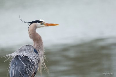 Grand hron (Great blue heron)