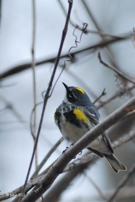 Paruline  croupion jaune (Yellow-rumped warbler)
