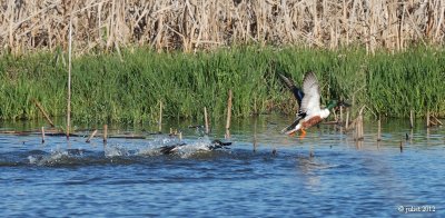 Canard souchet (Shoveler)