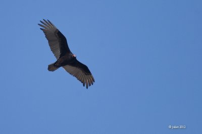 Urubu  tte rouge (Turkey vulture)